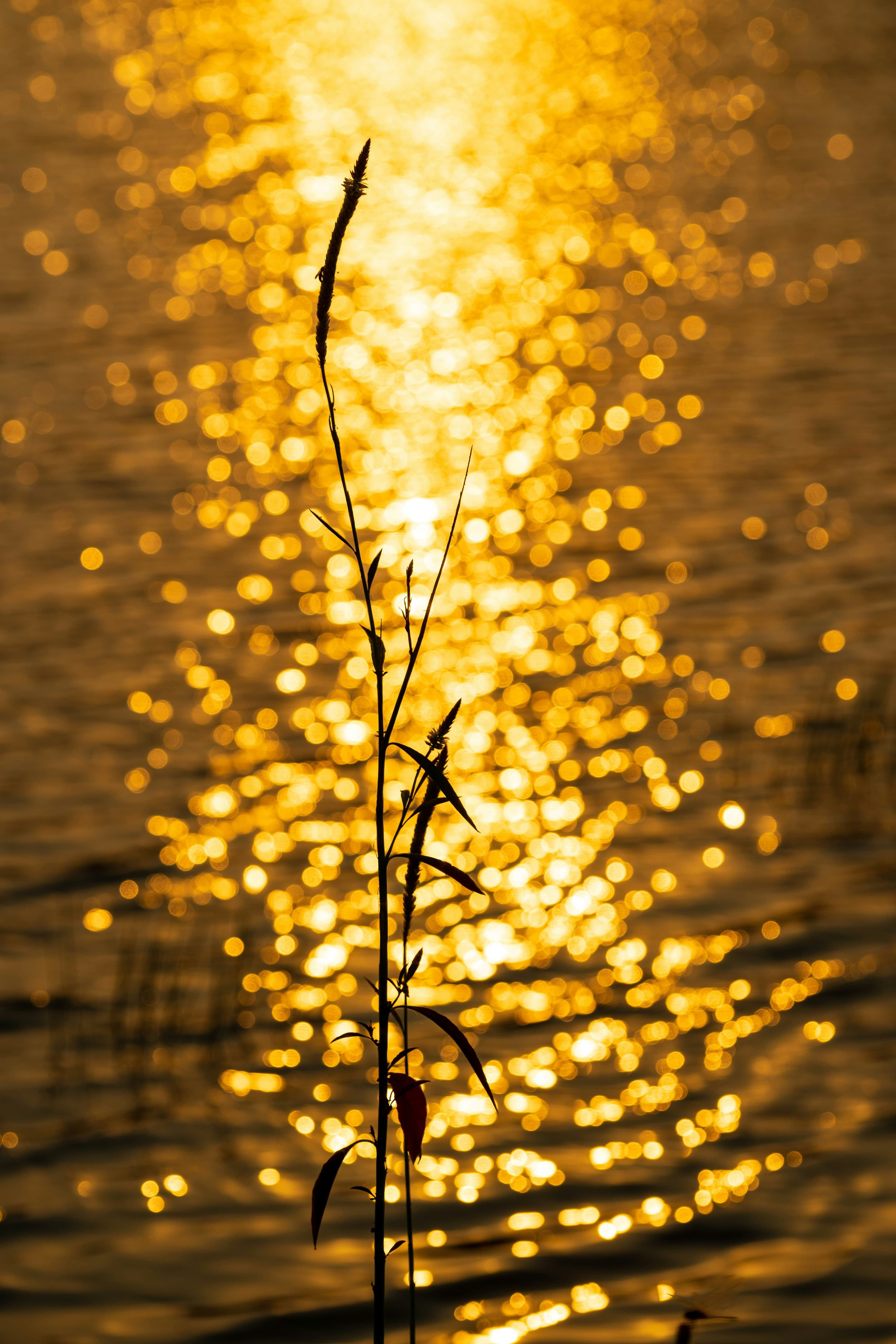 Arise & Shine Acupuncture Clinic